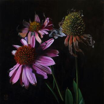 Echinacea by Paul Beckingham