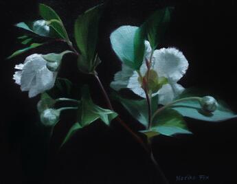 Stewartis by Noriko Fox
