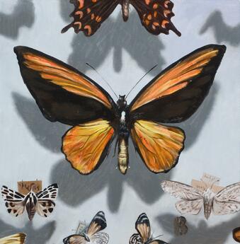 Golden Birdwing by Paul Beckingham